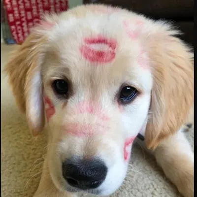 Dogs Instinct profile