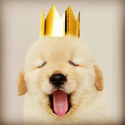 Dogs lovers 🐶❤️ profile