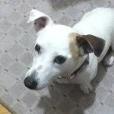 Dogs Of Instagram profile