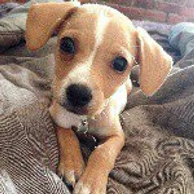 Dogs Lovers profile