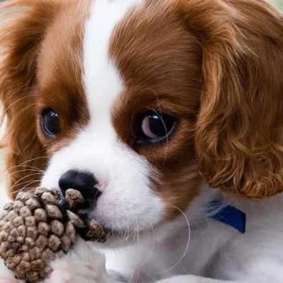 Dog Lovers profile