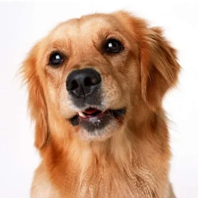 Dogs profile