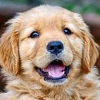 dog funny videos profile