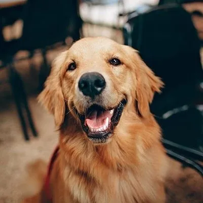 Dogs Maximum profile