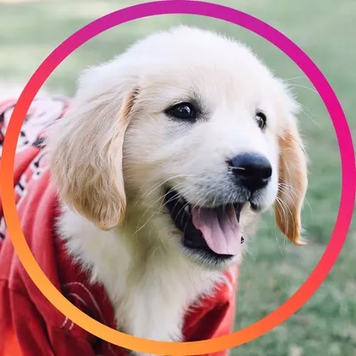 Dogs of UGA (discontinued) profile