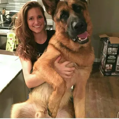 Dogs| Puppies | Pets lovers😘 profile