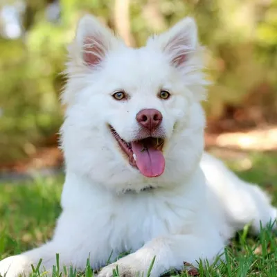 Dogs | Puppies | Pets profile