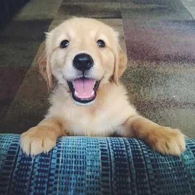 DOGS PUPYS FOR YOUR profile