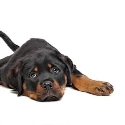 Rottweilers Beautiful Dogs profile