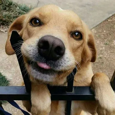 Dogs Terrific ❤ profile