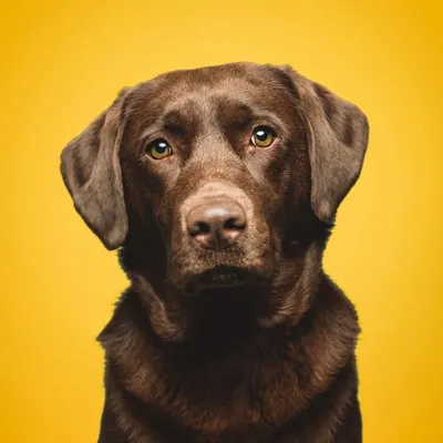 Nala the Labrador Retriever ๐จ๐ญ profile