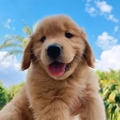 Golden Retriever | Dog Pictures & Videos🐕 profile