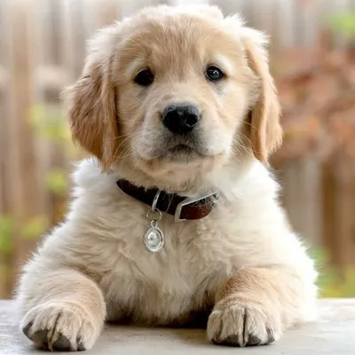 doglovers🐕🐕🐕 profile