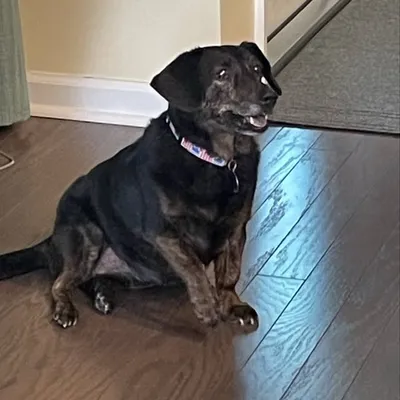 Dolly the Doxie profile