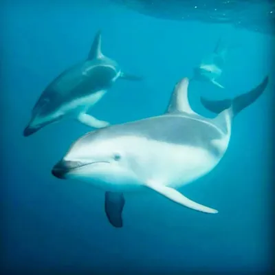 Dolphin Encounter Kaikoura profile