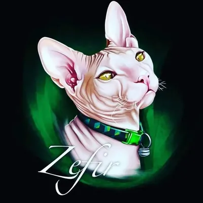 Zefir profile