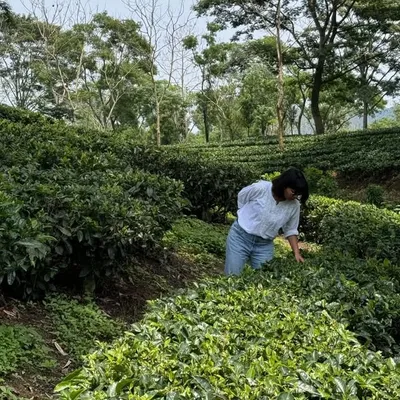 Dona Aideau Tea Sommelier |Tea Educator + Trainer profile