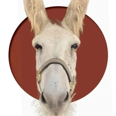DonkeyDreamland profile