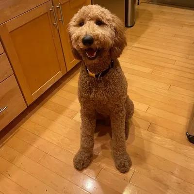 Charlie the Goldendoodle profile