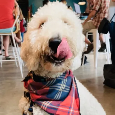 Finnegan 🤟 The Good Dood®️ profile