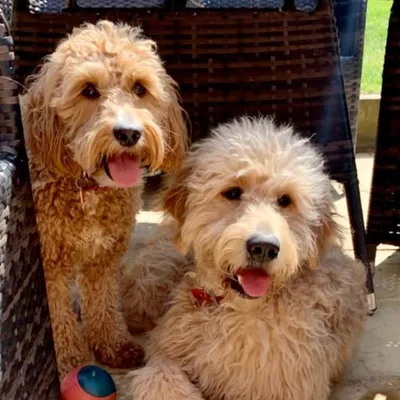 Harper and Nellie Bear ๐พ๐ profile