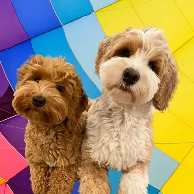 Beesly & Maisie profile