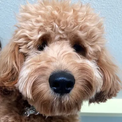 Doodle Doodle Doooo profile
