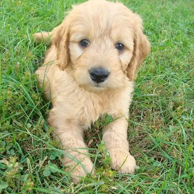 Doodle Lovers ® profile