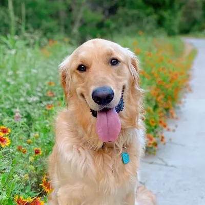Dooley profile