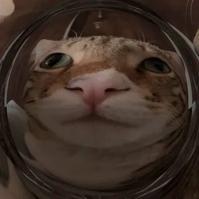 Doomi the cat. profile