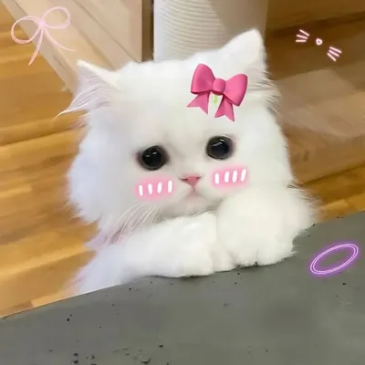 ⏤͟͟͞͞★🇩_🇧_🇪💖✨(50k🔒)🕊 profile