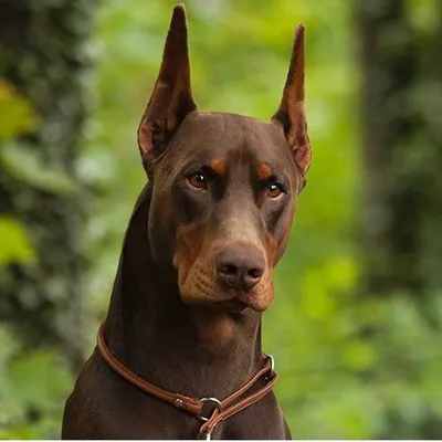 Dexter the Doberman 🥞 profile
