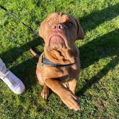 Dotty the dogue de bordeaux🐶 profile