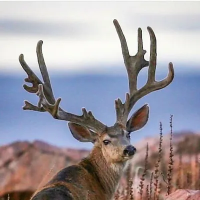 Doyle Moss Wildlife Photographer profile