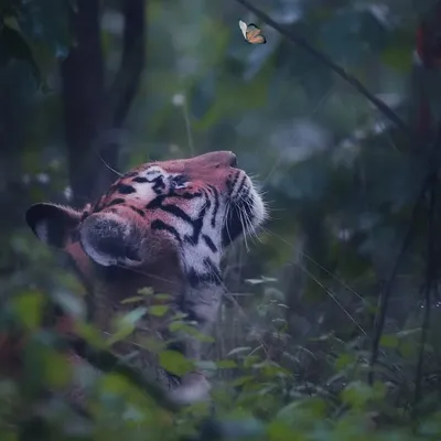 Dr_photugrapher | Wildlife profile
