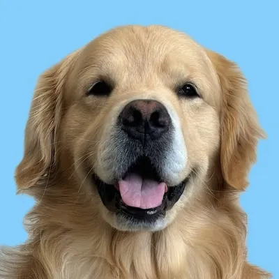 Drake The Golden Retriever profile