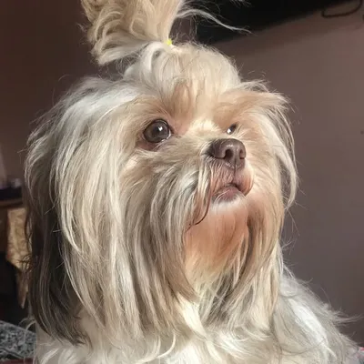 Cookie M profile