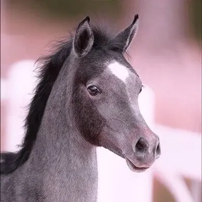 DREAMY // PONIES profile