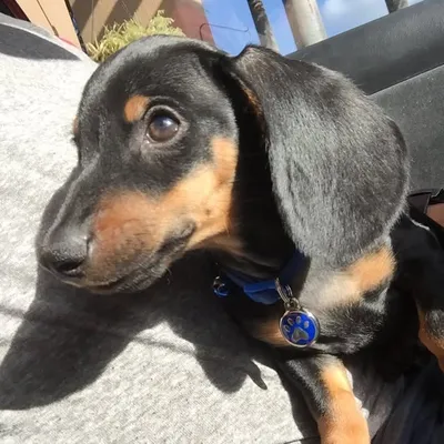 Drogo The Dachsund profile