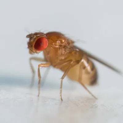 Drososapiens profile