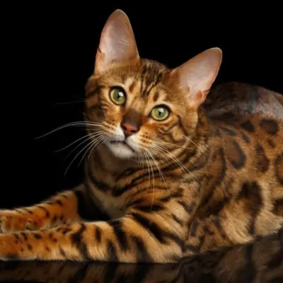 Bengal cattery ๐
๐ฆ๐ช profile
