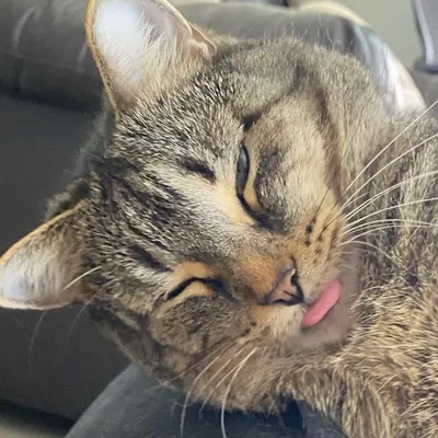 Dude The Cat profile