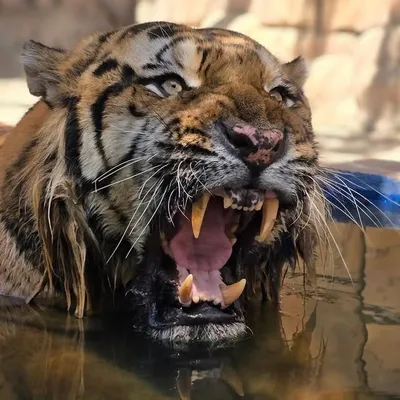 duhok_zoo profile