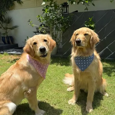 Duke and Daisy ๐พ ๐พ profile