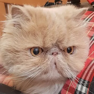 Dumbledore profile