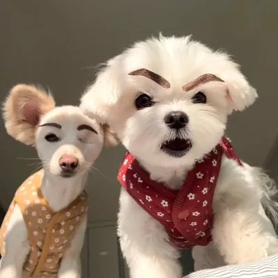 호두랑🐶마루랑 profile