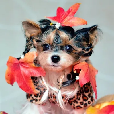 Дюшессінка 🐶➕Нетсюша♥️ profile