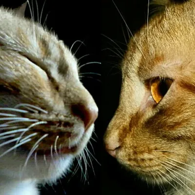 D & D cats profile