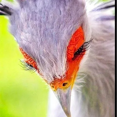 cute pagal profile