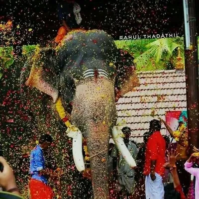 e_4_elephant profile